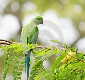 Portrait of a parrot photo