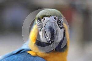 Portrait of a parrot bird sitting