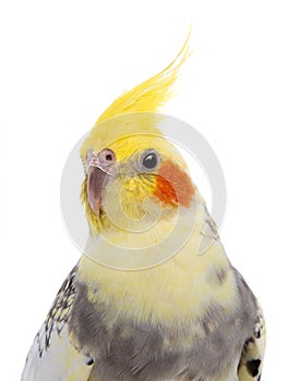 Portrait  parrot corella isolated