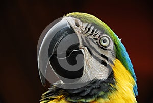 portrait of parrot staring intently and nervously