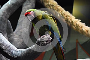 Portrait of a parrot on a tree