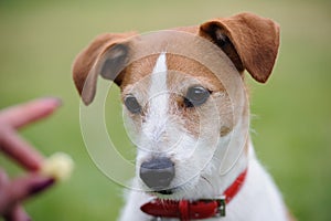 Portrait of Parson Jack Russell Terrier and treat