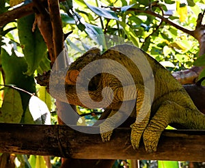 Portrait of Parson`s chameleon aka Calumma parsonii in Andasibe-Mantadia National Park, Madagascar