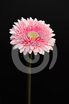 Portrait of pastel rosa gerbera flower on the black background