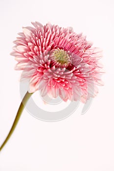 Portrait of pastel rosa gerbera flower on the white background