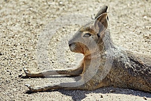 Portrait of Patagonian Mara