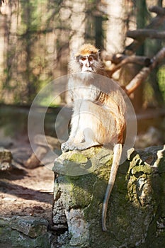 Portrait of the patas monkey sitting on the stone outdoors in Riga Zoo