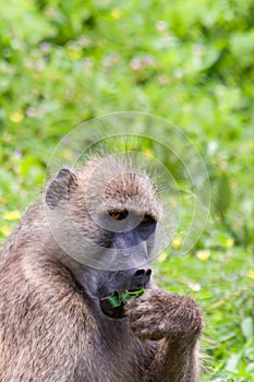 Portrait of Pavian (P. Anubis) Eating a Leaf, Botswana