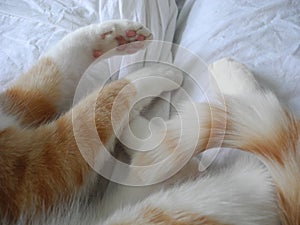 Portrait of the paws and striped tail of a ginger cat