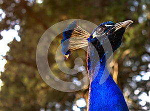 Portrait of a peacock