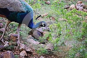 Portrait of a peacock eating green berry fruits on plant, peacock bird