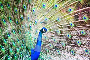 Portrait of Peacock with Feathers Out