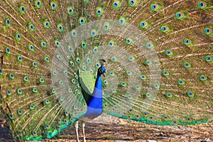 Peacock with Feathers Out