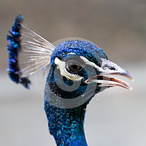 Portrait of a peacock. Peacock head close up