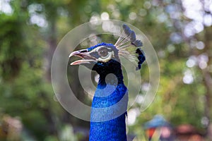 Portrait of peacock head. Malaysia