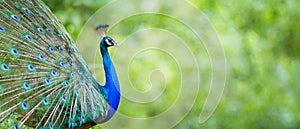 Portrait Peacock, Peafowl or Pavo cristatus, live in a forest natural park colorful spread tail-feathers gesture elegance at Suan