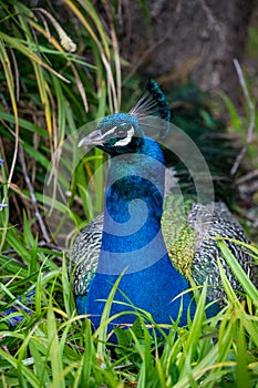 Portrait of a peacock sitting in long grass with bright blue plumage