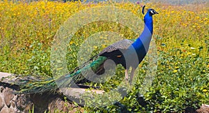 A portrait of a peacock standing in the meadow at the sea of Galilee Israel