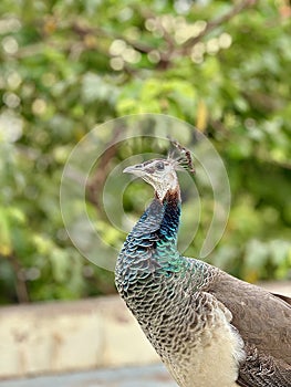 Portrait of a peahen photo