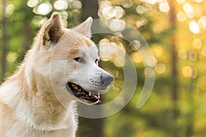 Portrait of pedigree Akita-inu japanese dog