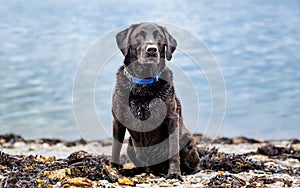 Portrait of pedigree black Labrador retriever on the beach. Active purebred dog