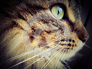 Portrait pedigree cat maine coon side view close-up greeneyes