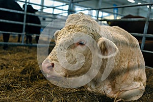 Portrait of a Pedigree Limousin bull, cattle farming and housing, livestock