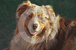 Portrait of a pedigree stately dog happy smiling Australian Shepherd purebred Aussie walks in the park