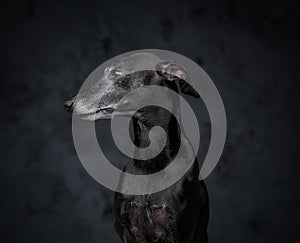 Black canine companion looking away against dark background