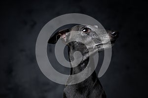 Black canine companion looking away against dark background