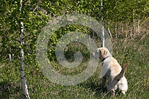 Portrait of peeing young puppy of Labrador retriever dog on walk in green forest in summer