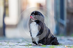 Pekinese sitting on a cobblestone road