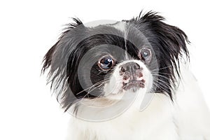 Portrait Pekingese Crossbreed Dog on White