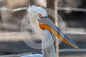 Portrait of a Pelican photo