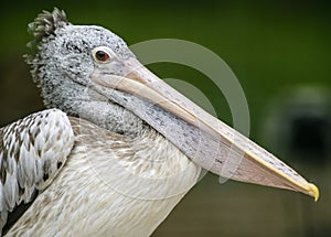 Portrait of pelican, Pelecanus rufescens