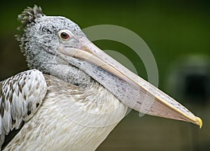 Portrait of pelican Pelecanus rufescens in ZOO in Pilsen