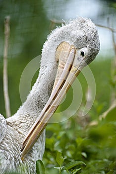 Portrait of pelican Pelecanus rufescens in ZOO in Pilsen