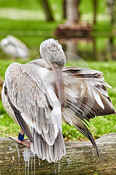 Portrait of a pelican preening its plumage