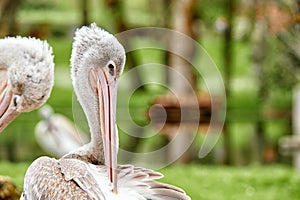 Portrait of a pelican preening its plumage