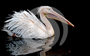 A portrait of a pelican swimming set against a black background, wth a reflection on the rippling water underneath.