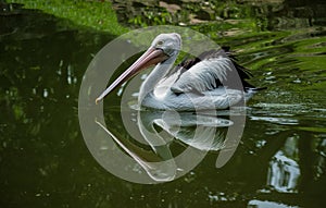 Portrait of pelican swimming on water