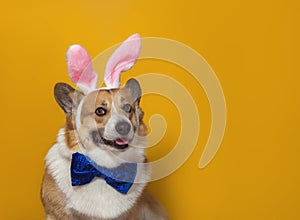 Portrait of a pembroke corgi dog with pink easter bunny ears and a blue butterfly on an orange isolated background