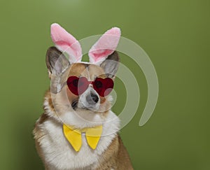 Portrait of a pembroke corgi dog in pink easter bunny ears and heart glasses on a green isolated background