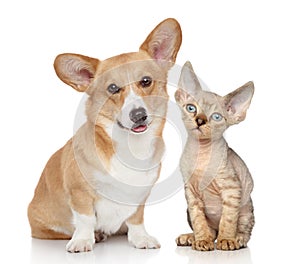 Portrait of a pembroke and devon rex kitten