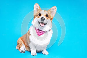 Portrait of a pembroke welsh corgi dog wearing pink bandana tie looking at the camera with mouth open seen from the front on a blu