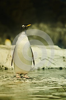 Portrait of penguin