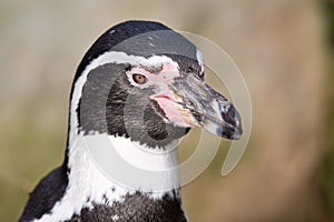 Portrait of a Penguin in a Dutch zoo