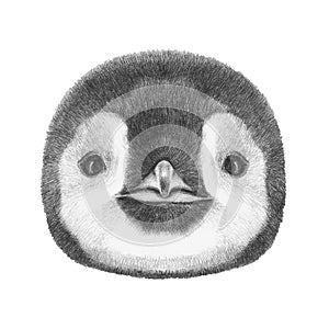 Portrait of Penguin.