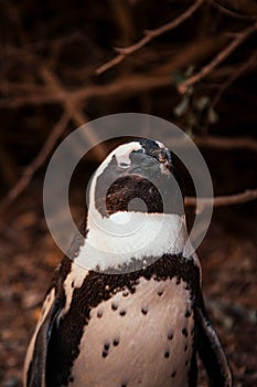 Portrait of a Penguin