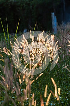 Portrait of Pennisetum pedicellatum Trin`s when the Sun and the breeze blows through the beautiful background.